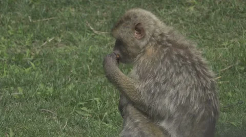 Macaque in the Wild Stock Footage 66099743