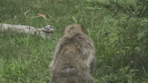 Macaque in the Wild Stock Footage 66103744