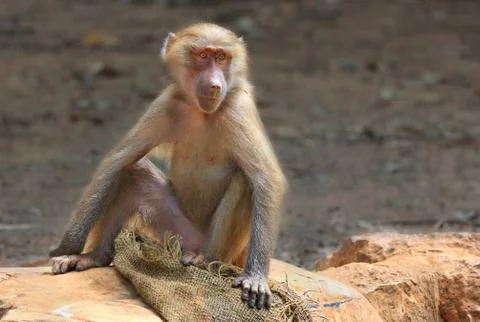 Macaque in the zoo. Foto stock