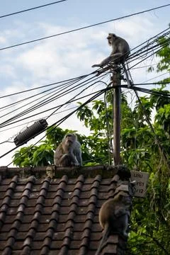 Macaques Among Utility Cables in Ubud Bali Foto stock