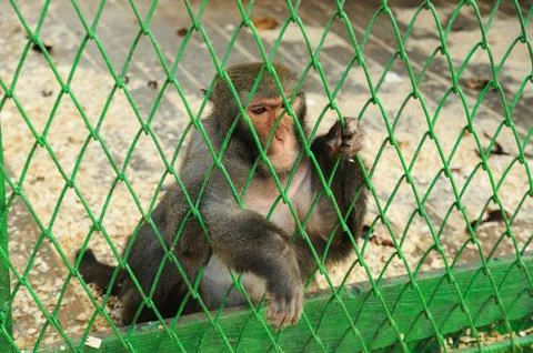 Macaques are in a cage. Stock Photos