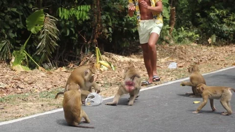Macaques attack a tourist Stock Footage 148121688