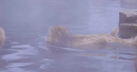 Macaques bathing in misty hot spring, one floating on its belly Stock-Footage 347160255