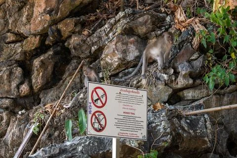 Macaques Beside Monkey Trail Warning Sign Stock Photos