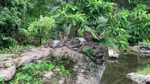 Macaques cleaning eachother Vidéo 169719477