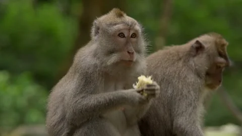 Macaques eating fruit in Bali Monkey Forest Stock Footage 336467153