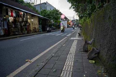 Macaques Explore Wall Beside Ubud Traffic Fotos de archivo