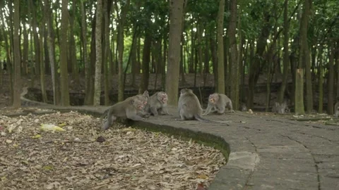 Macaques fighting on a narrow forest path in bali Stock Footage 340847139