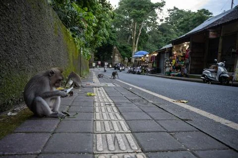 Macaques Forage Beside Jalan Monkey Forest in Ubud Stock Photos