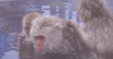 Macaques grooming each other while sitting in warm pool Stock-Footage 347158822