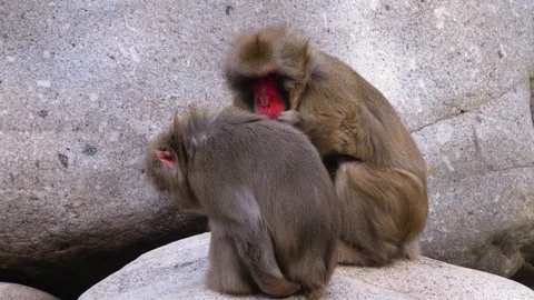 Macaques grooming  Stock Footage 252643868