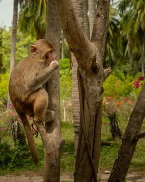 Macaques have breakfast on monkey Island Stock-Fotos