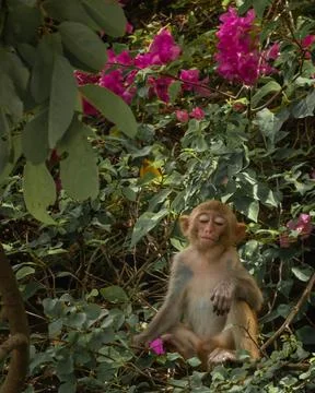 Macaques have breakfast on monkey Island Stock-Fotos