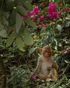Macaques have breakfast on monkey Island Stock-Fotos