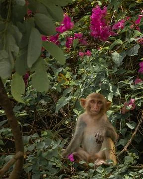 Macaques have breakfast on monkey Island Foto stock