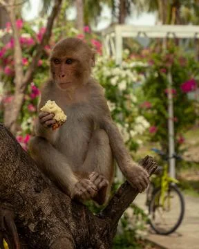 Macaques have breakfast on monkey Island Stock-Fotos