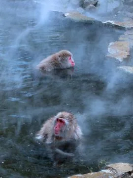 Macaques in hot spring Stock-Fotos