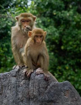 Macaques on the island of monkeys in Nha Trang. 스톡 사진