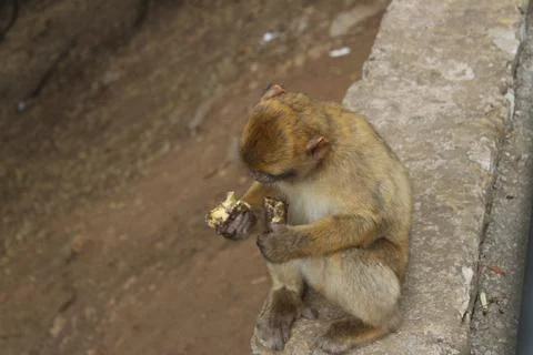Macaques on the Isle of Gibraltar Stock Photos