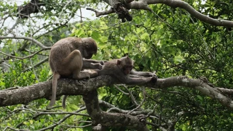 Macaques look for fleas from each other Stock Footage 317592410
