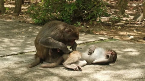 Macaques look for fleas from each other Stock Footage 317592417