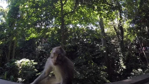 Macaques monkeys In Sacred Monkey Forest, Ubud, Indonesia Vidéo 108200044