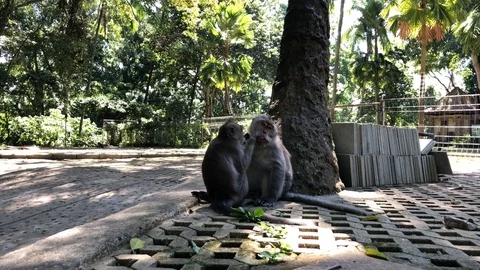 Macaques monkeys In Sacred Monkey Forest, Ubud, Indonesia Vidéo 108205601