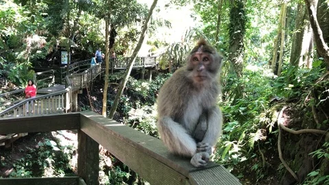 Macaques monkeys In Sacred Monkey Forest, Ubud, Indonesia Vidéo 108205646