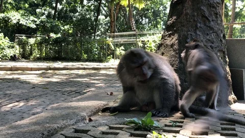 Macaques monkeys In Sacred Monkey Forest, Ubud, Indonesia Vidéo 108205696