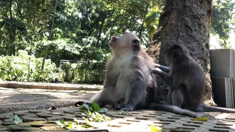 Macaques monkeys In Sacred Monkey Forest, Ubud, Indonesia Vidéo 108205707