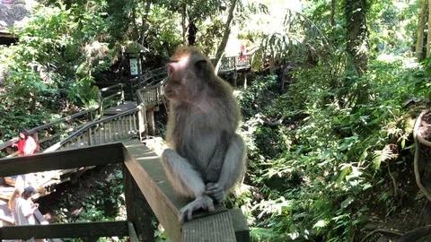 Macaques monkeys In Sacred Monkey Forest, Ubud, Indonesia Vidéo 108205730