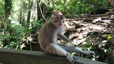 Macaques monkeys In Sacred Monkey Forest, Ubud, Indonesia Vidéo 108205732