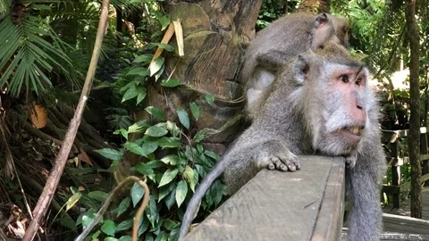 Macaques monkeys In Sacred Monkey Forest, Ubud, Indonesia Vidéo 108205751