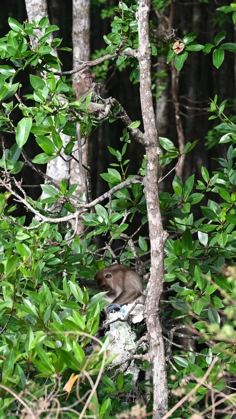 Macaques move through mangrove trees in Khlong Muang Video stock 333033542