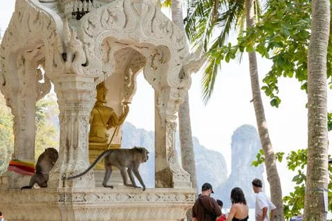 Macaques Move Through Shrine at Ao Nang Beach Stock Photos