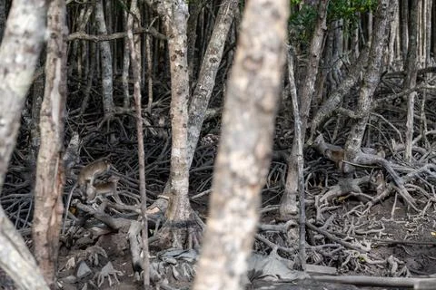 Macaques moving through mangrove roots in Khlong Muang Stock Photos