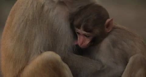 Macaques in nature. Macaques constitute a genus (Macaca) of gregarious monk.. Vídeo Stock 345582380
