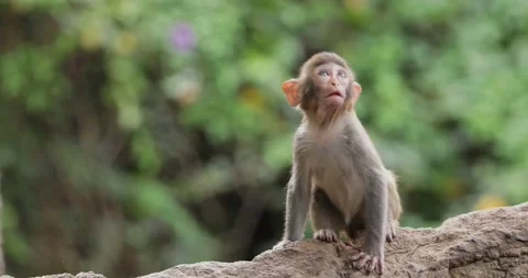 Macaques in nature. Macaques constitute a genus (Macaca) of gregarious monk.. Vídeo Stock 345582817
