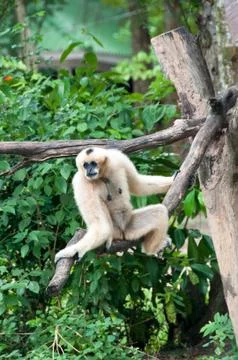 Macaques in open zoo Stock Photos