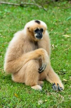 Macaques in open zoo Stock Photos