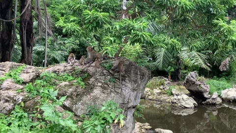 Macaques Playing Stock Footage 169719775