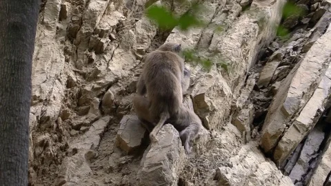 Macaques Primate scale the edge of a cliff in Erawan National Park Stock Footage 74290760