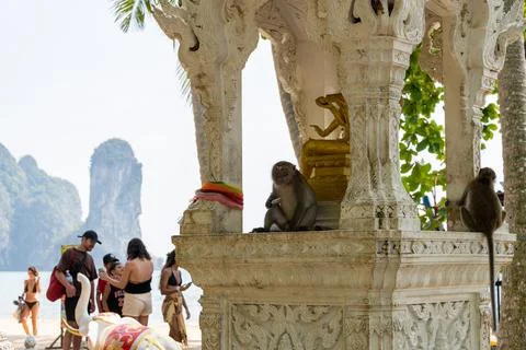 Macaques Rest and Feed Inside Ao Nang Shrine Stock Photos
