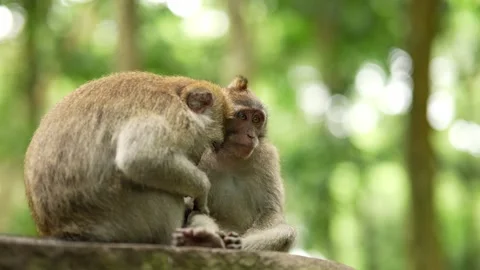 Macaques resting in Bali Monkey Forest Stock Footage 336467109