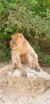 Macaques at the Rocamadour Monkey Forest Stock Photos