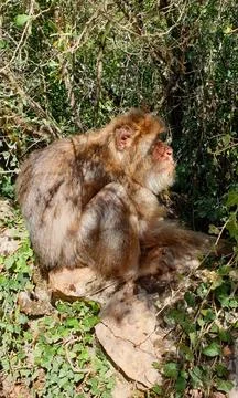 Macaques at the Rocamadour Monkey Forest Stock Photos