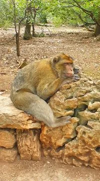 Macaques at the Rocamadour Monkey Forest Stock Photos