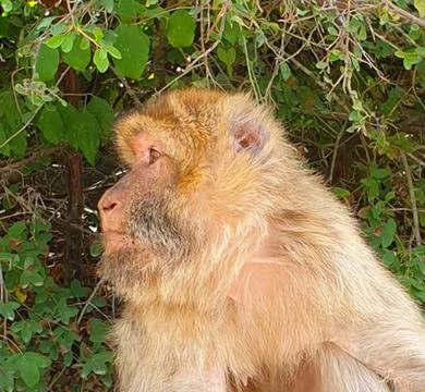 Macaques at the Rocamadour Monkey Forest Stock Photos