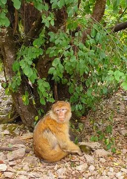 Macaques at the Rocamadour Monkey Forest Stock Photos