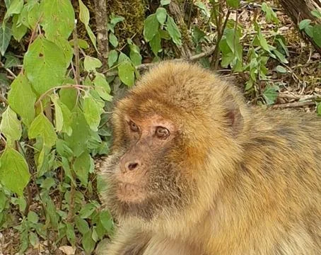 Macaques at the Rocamadour Monkey Forest Stock Photos